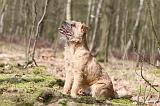 BORDER TERRIER 034